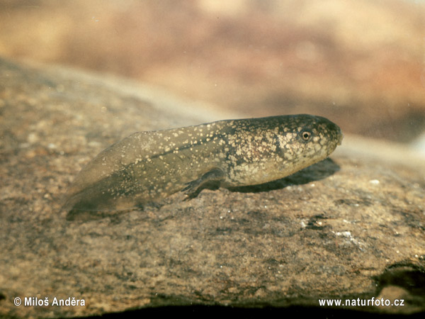 Pelobates fuscus